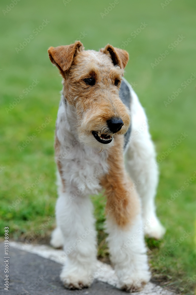 Fox Terrier dog