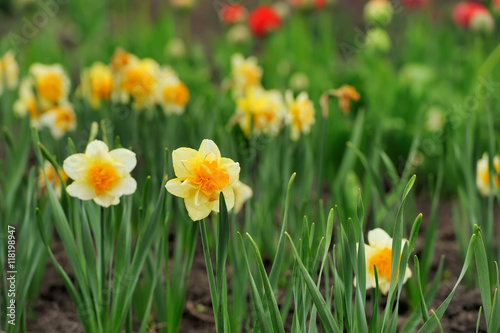 Daffodil flowers in the field