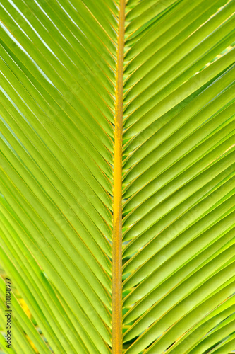 Textures of Green Palm leaves