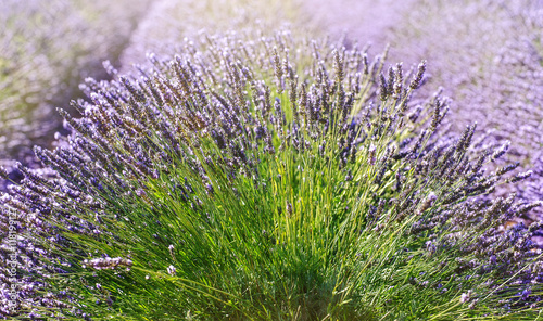 Sunset over a lavender field in Provence, France. Selektive Grip