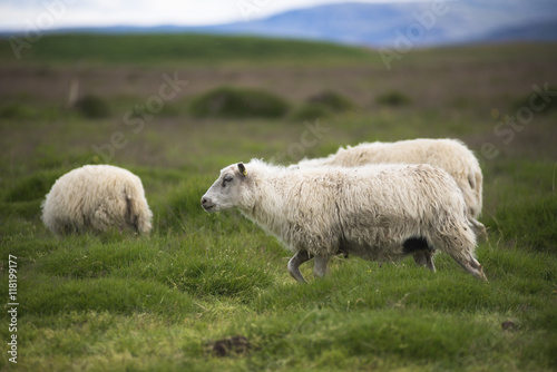 Sheep Running