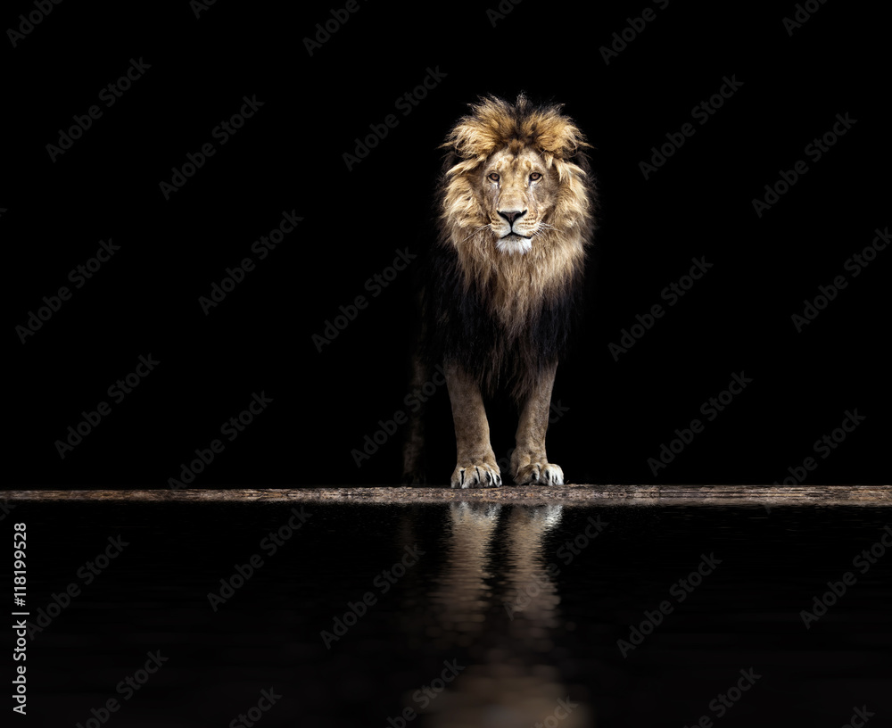 Naklejka premium Portret pięknego lwa, lwa przy wodopoju