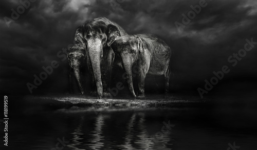 Canvas Print Group of elephants at the watering. Elephant family. storm in th