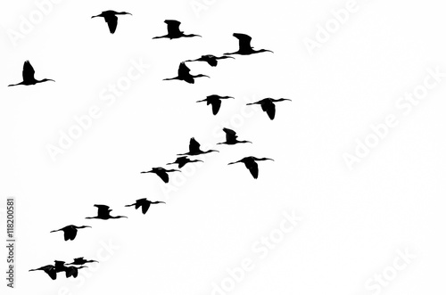 Flock of White-faced Ibis Silhouetted on a White Background