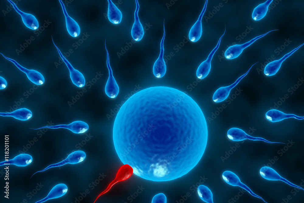 3d illustration fertilization. Insemination of human egg cell by sperm ...