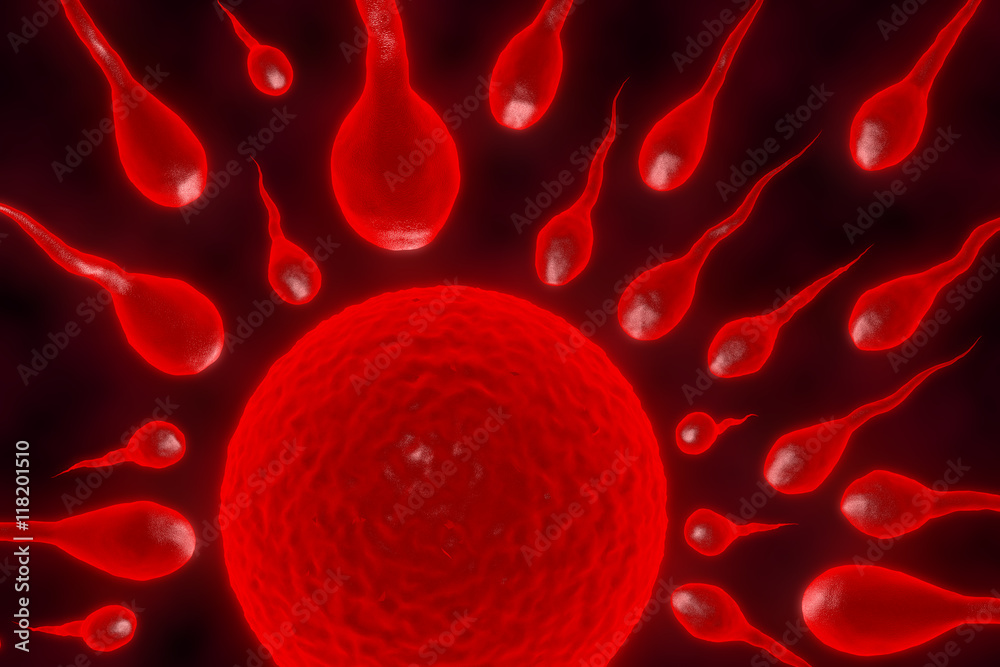 Fototapeta premium 3d illustration sperm and egg