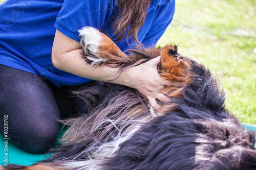 Physiotherapie des Iliosakralgelenks beim Hund photo