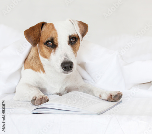 Dog with book