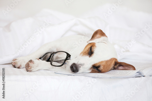 Sleeping dog with book © Tatyana Gladskih