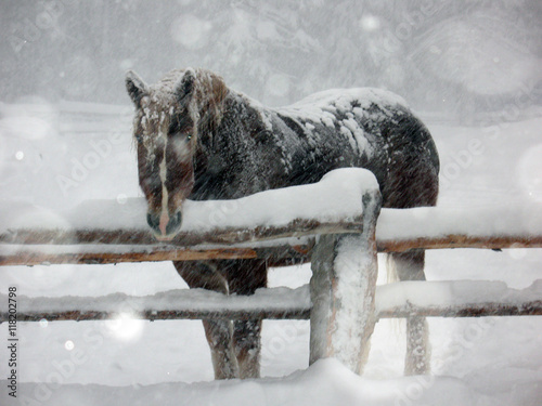 Brown horse in snow storm/Dark brown horse standing in snow storm leaning on a fence.