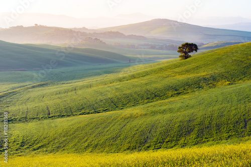 The green field Tuscany Italy © shirophoto