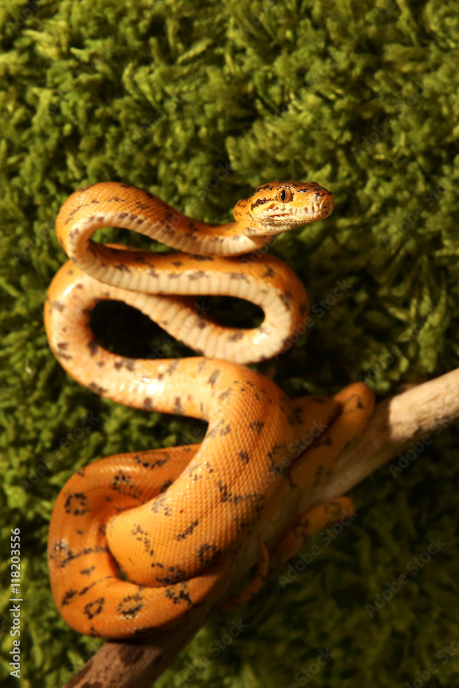 Fototapeta premium Amazon tree boa (Corallus hortulanus)