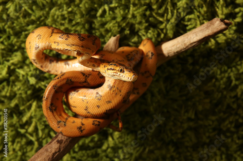 Wallpaper Mural Amazon tree boa (Corallus hortulanus) Torontodigital.ca