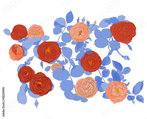 Decorative ornamental pink and red roses blossoms flowers with leaves still life hand drawn graphic sketch vector illustration on white background