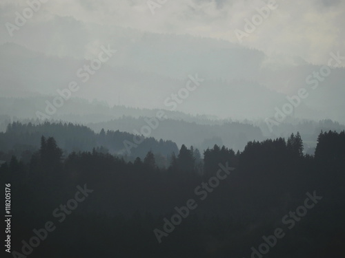 wild coniferous wood in fog