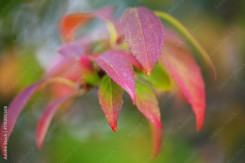 Bright colored leaves on the branches in the autumn forest Bright colored leaves on the branches in the autumn forest