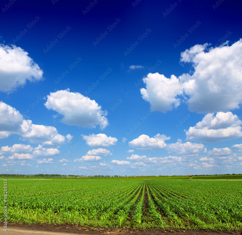Cornfield with Clouds on Bright Summer Day Cornfield with Clouds on Bright Summer Day