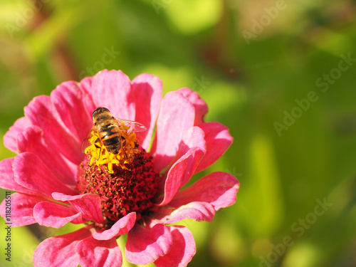 hoverfly (flower fly) on zinnias