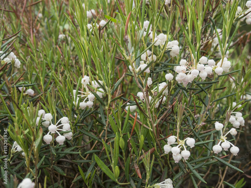 Fototapeta premium Plant flowering in the spring