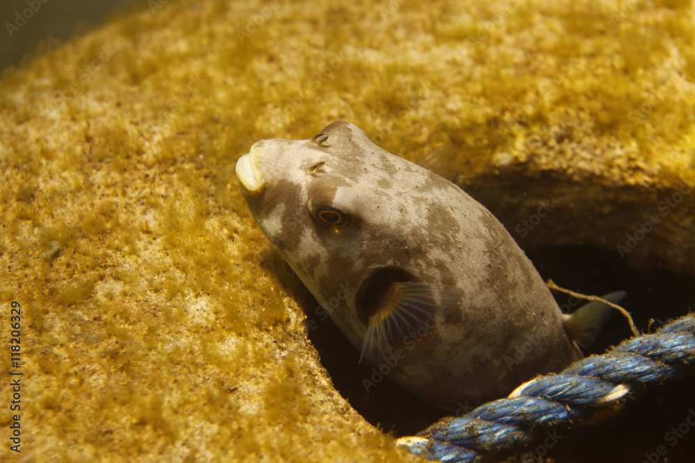 underwater world - puffer fish hiding