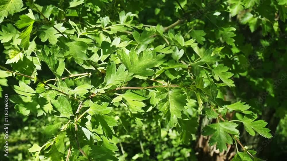 Tree Leaves Closeup. Tree Leaves Closeup.