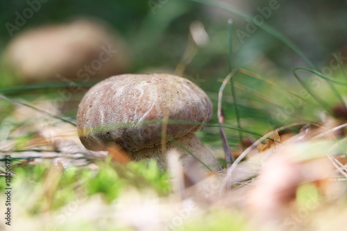 big white mushroom in the grass
