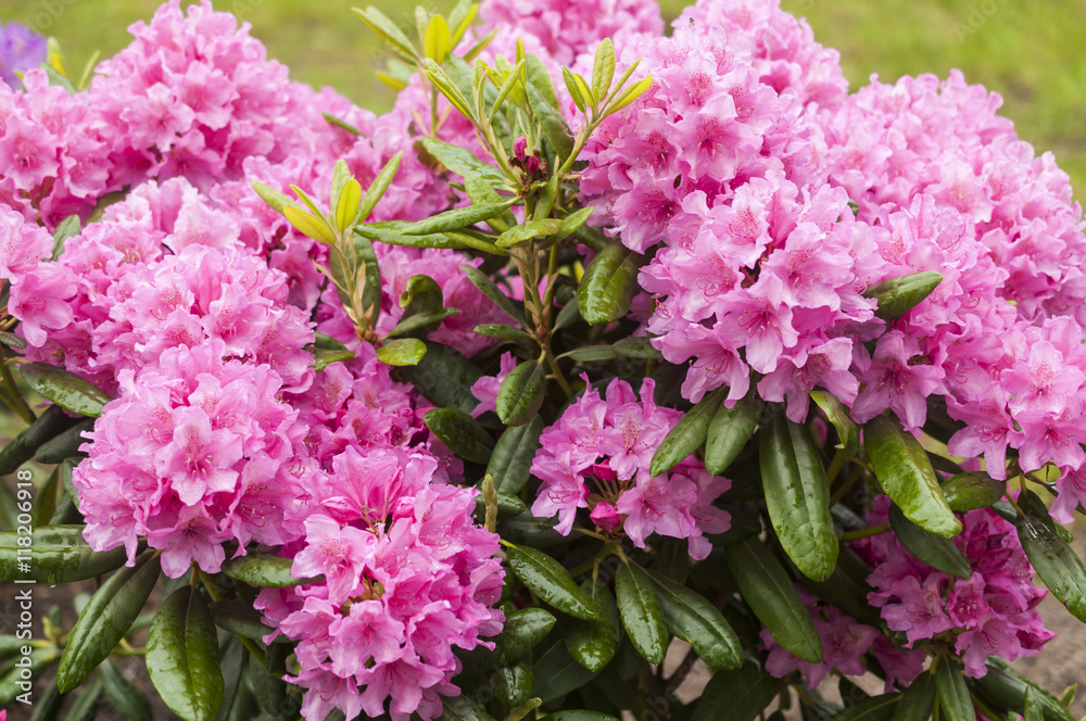 blooming rhododendron after the rain blooming rhododendron after the rain