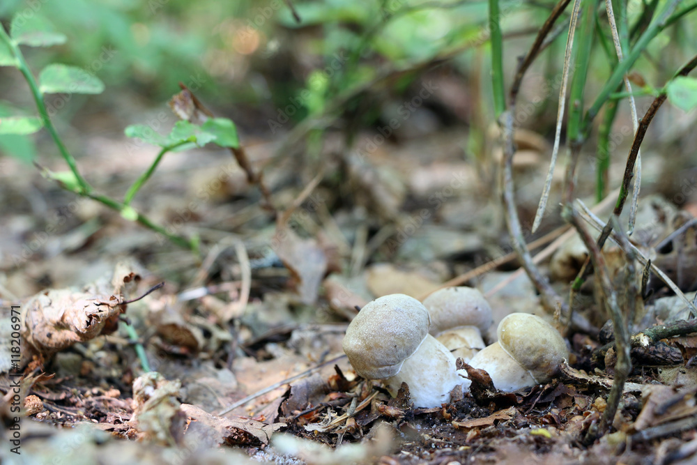 growing group of three little ceps growing group of three little ceps