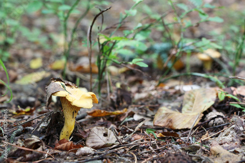 growing chanterelle with wood leaf