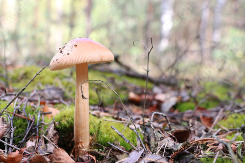 growing inedible mushroom