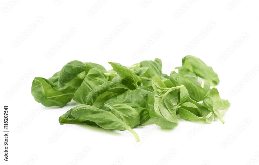 Pile of basil leaves isolated Pile of basil leaves isolated