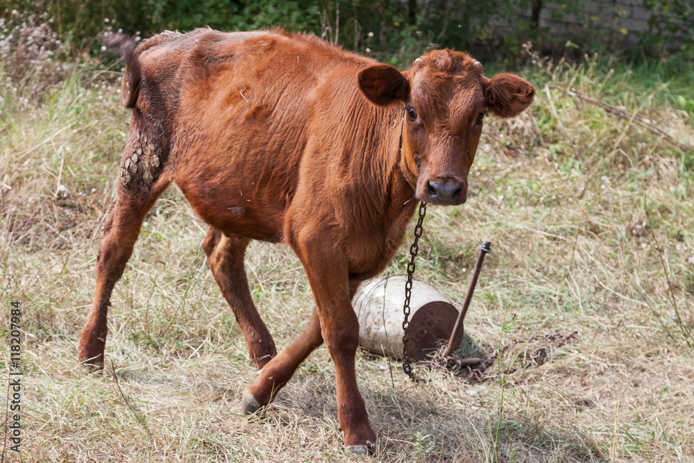 Calf on a leash outdoors