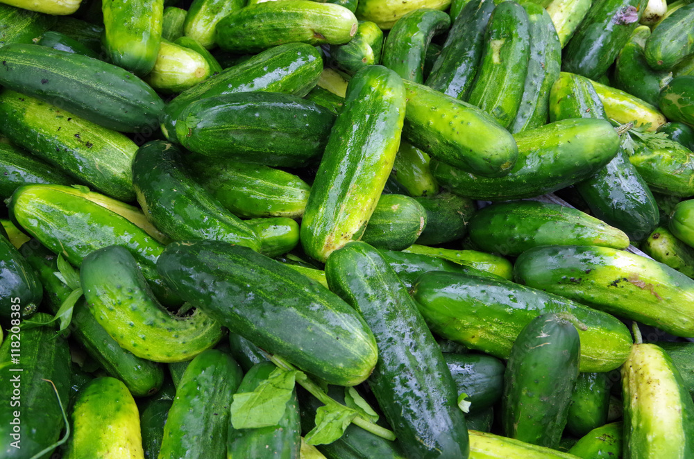Green pickling cucumbers piled for farmers market display Green pickling cucumbers piled for farmers market display