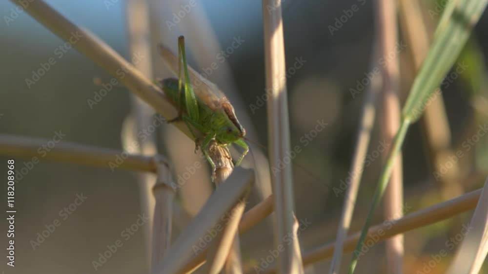 Longwinged conehead (Conocephalus discolor) calling song. Male cricket