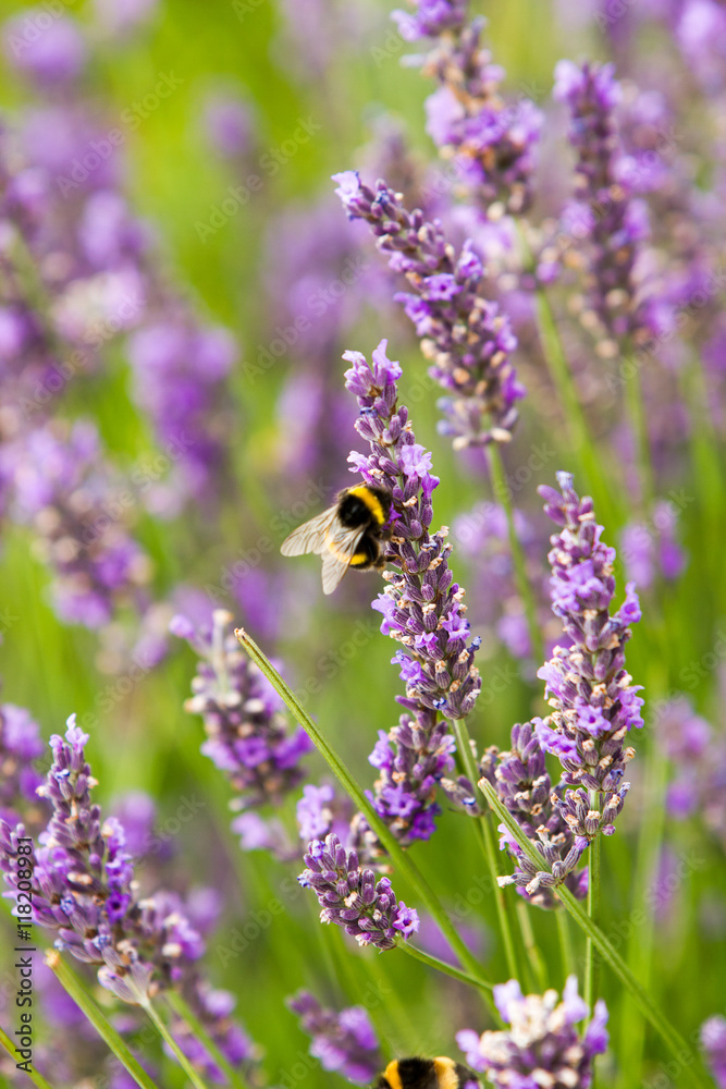 Rows of scented flowers with honey bees collecting pollen and nectar in lavender field in Stratford-Upon-Avon Rows of scented flowers with honey bees collecting pollen and nectar in lavender field in Stratford-Upon-Avon