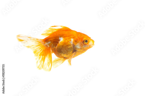 goldfish isolated on white background.