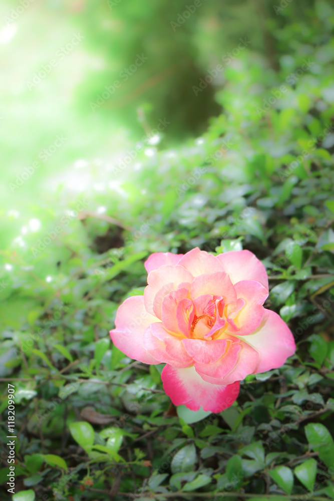 Close up of Yellow Pink Rose Flower Close up of Yellow Pink Rose Flower