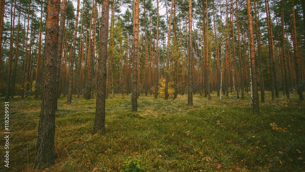 Obraz premium Waiting for Sunrise