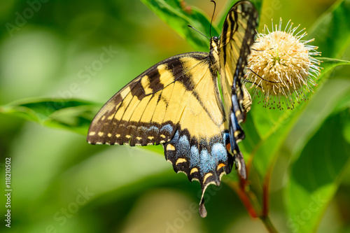 Eastern tiger swallowtail (Papilio glaucus) © jwjarrett
