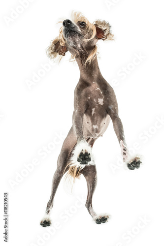 Chinese crested dog in studio