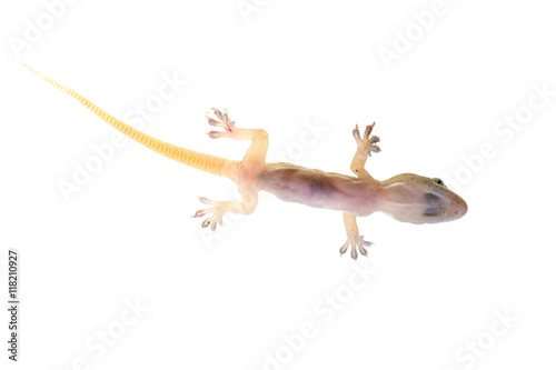 Close up lizard isolated on white background