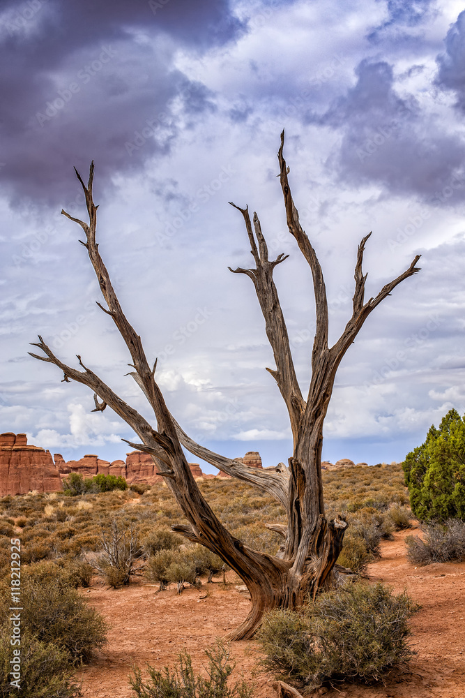 Dead Juniper Tree, Arches National Park, Utah,, USA
