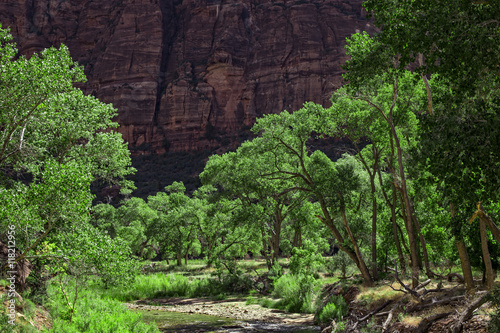 Cottonwood Trees and the Virgin River  Zion National Park  Utah  USA