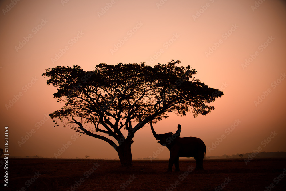 Silhouette of big tree in rice field with elephant and mahouts ,sunrise background at elephant village from Surin province , north east of Thailand.