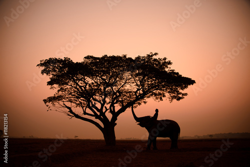 Silhouette of big tree in rice field with elephant and mahouts ,sunrise background at elephant village from Surin province , north east of Thailand.