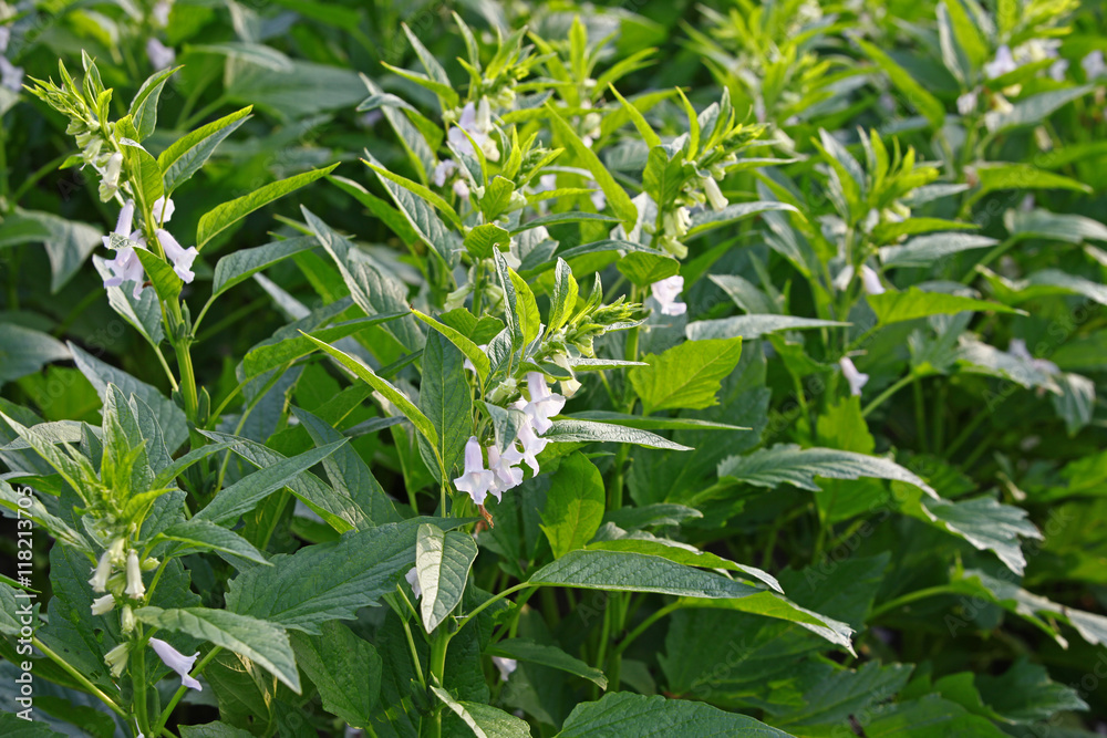 Sesame flowering Sesame flowering
