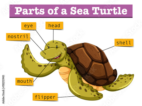 Diagram showing different parts of turtle