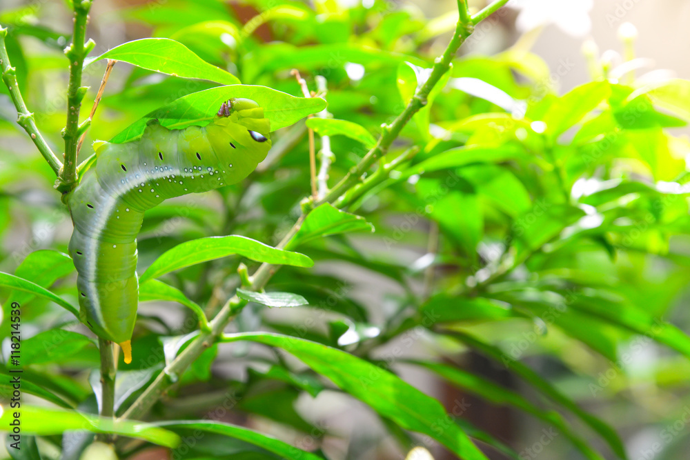 worm the caterpillars eating leaves