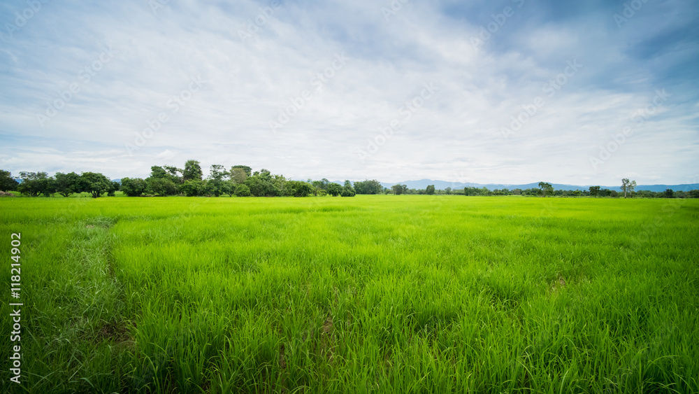 Green field and blue sky Green field and blue sky