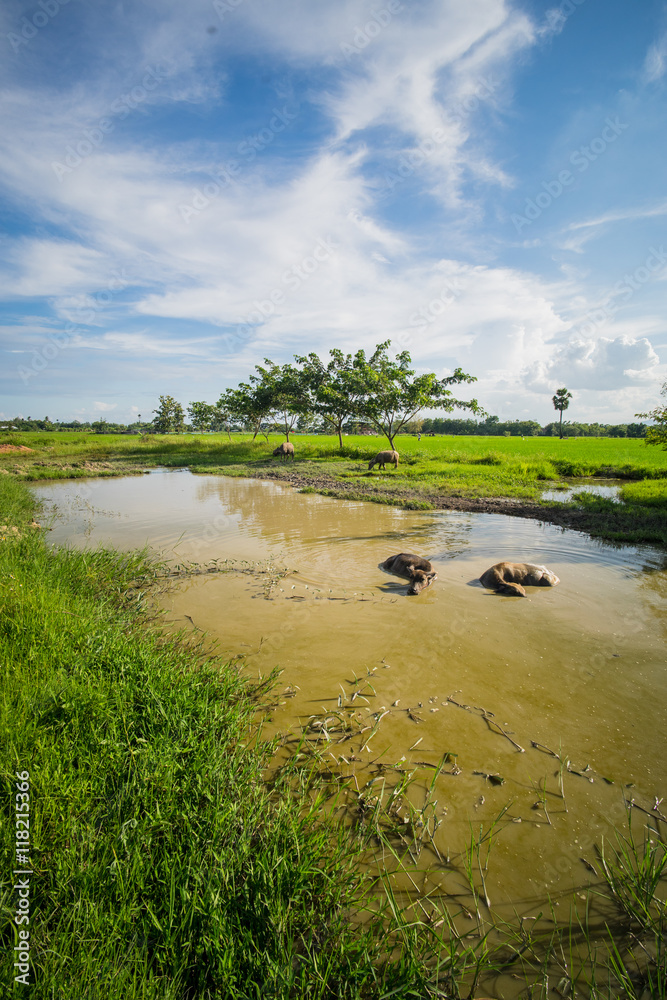 Local Thai Buffaloes are Taking a bath in Swamp